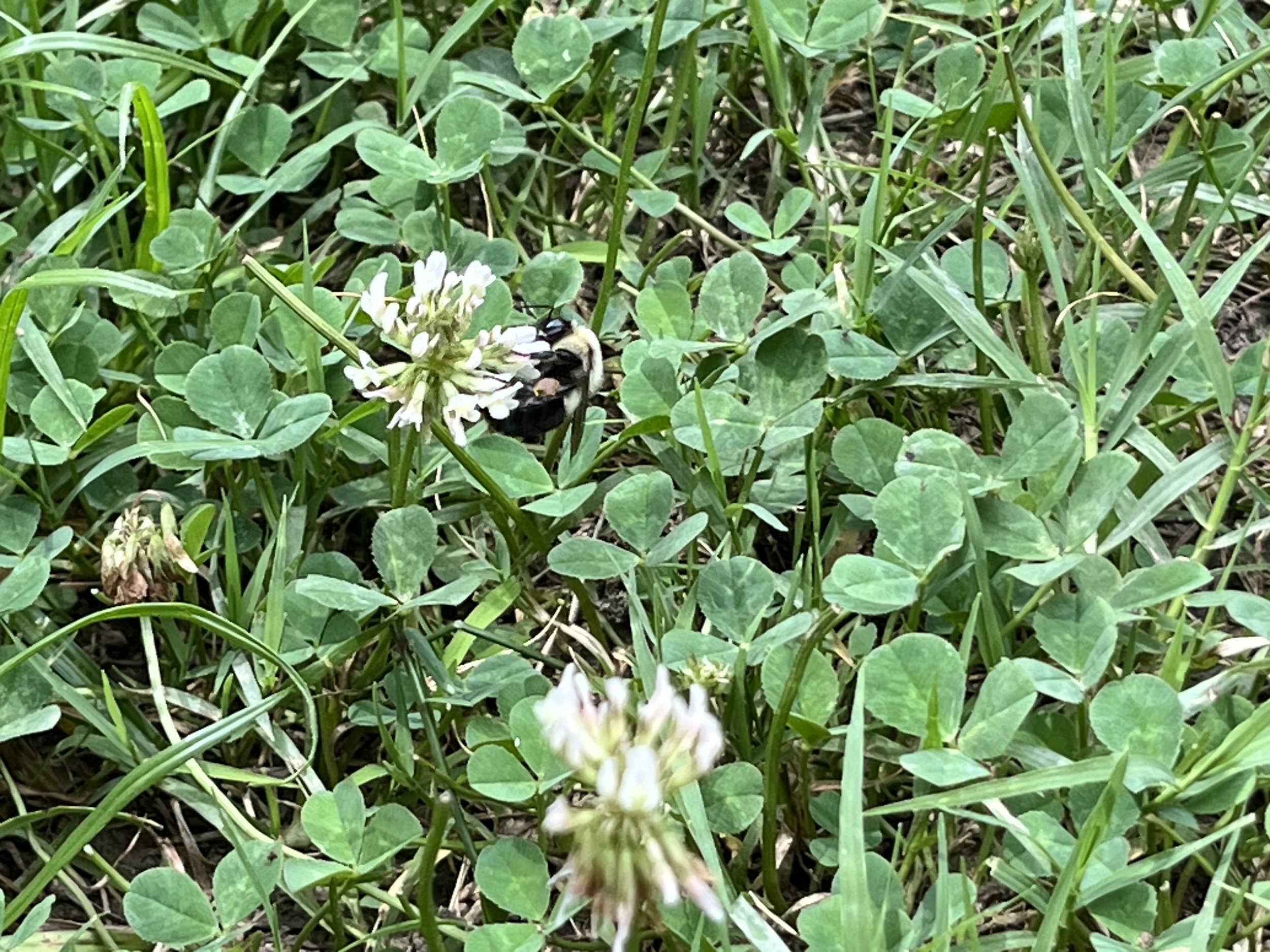 Plant Magic: White Clovers — Piedmont Wildlife Center